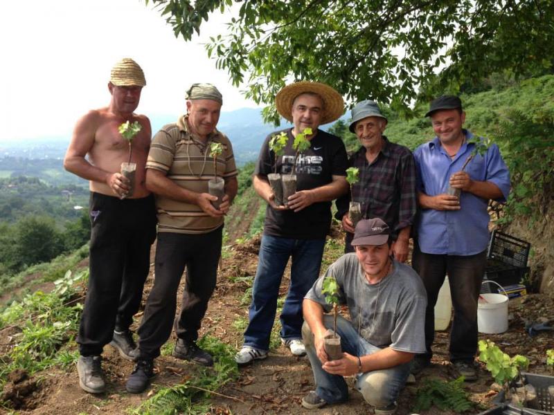 Workers in the vineyard